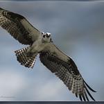 Скопа / Pandion haliaetus