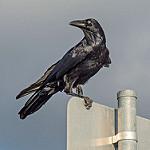 Австралийский ворон / Corvus coronoides