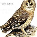 Оманская неясыть / Strix butleri