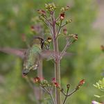 Black-chinned Hummingbird / Archilochus alexandri