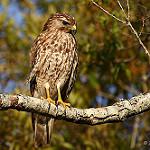Красноплечий канюк / Buteo lineatus