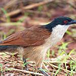 Синеголовый кукаль / Centropus monachus