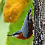 Burmese Nuthatch / Sitta neglecta