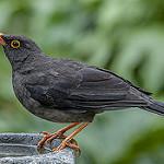 Большой дрозд / Turdus fuscater