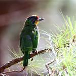 Necklaced Barbet / Psilopogon auricularis