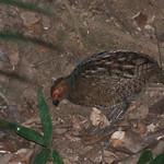 Мраморный зубцеклювый перепел / Odontophorus gujanensis