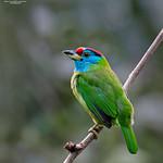 Blue-throated Barbet / Psilopogon asiaticus