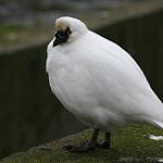 Black-faced Sheathbill / Chionis minor