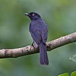 Желтоглазая мухоловка / Melaenornis ardesiacus