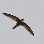 Forbes-Watson's Swift / Apus berliozi