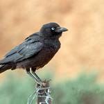 Австралийская ворона / Corvus bennetti