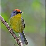 Красношапочная атлапета / Atlapetes pileatus