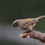 Taiwan Fulvetta / Fulvetta formosana