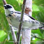 Grey-and-gold Tanager / Poecilostreptus palmeri