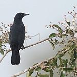 Одноцветный курен / Agelasticus cyanopus