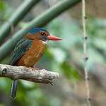 Синеголовый зимородок / Actenoides monachus