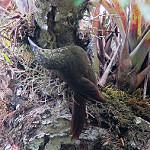 Оливковоспинный древолаз / Xiphorhynchus triangularis