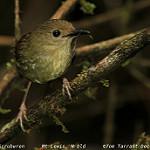 Atherton Scrubwren / Sericornis keri