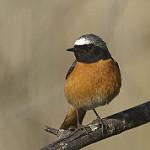 Обыкновенная горихвостка / Phoenicurus phoenicurus