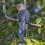 Red-billed Malkoha / Zanclostomus javanicus