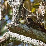 Гвианский древолаз / Lepidocolaptes albolineatus