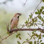 Кордофанский воробей / Passer cordofanicus