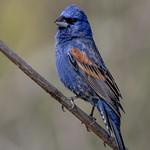 Blue Grosbeak / Passerina caerulea