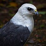 White-necked Hawk / Buteogallus lacernulatus