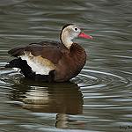 Black-bellied Whistling Duck / Dendrocygna autumnalis