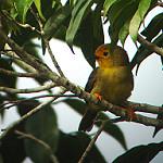 Orange-fronted Plushcrown / Metopothrix aurantiaca