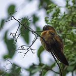 Shining Sunbeam / Aglaeactis cupripennis