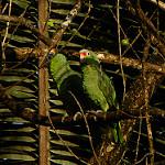 Краснолобый амазон / Amazona autumnalis