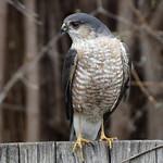 Sharp-shinned Hawk / Accipiter striatus