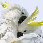 Малый желтохохлый какаду / Cacatua sulphurea