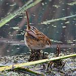 Карликовая котата / Poodytes gramineus