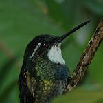 Grey-tailed Mountaingem / Lampornis cinereicauda