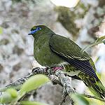 Yellow-vented Green Pigeon / Treron seimundi