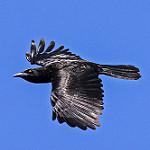 Антильская ворона / Corvus leucognaphalus