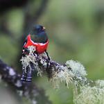 Ошейниковый трогон / Trogon collaris