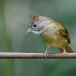 Grey-cheeked Bulbul / Alophoixus tephrogenys