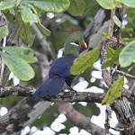 Yellow-billed Turaco / Tauraco macrorhynchus