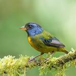 Moss-backed Tanager / Bangsia edwardsi