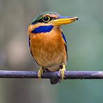 Rufous-collared Kingfisher / Actenoides concretus