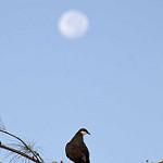 Белогорлый вяхирь / Columba vitiensis