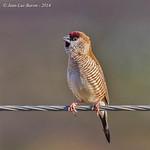 Plum-headed Finch / Aidemosyne modesta