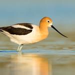 American Avocet / Recurvirostra americana