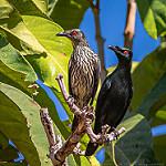 Asian Glossy Starling / Aplonis panayensis