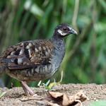 Malayan Partridge / Arborophila campbelli