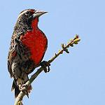 Peruvian Meadowlark / Leistes bellicosus