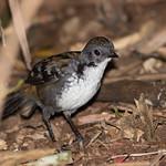 Чаучилловые / Orthonychidae фото